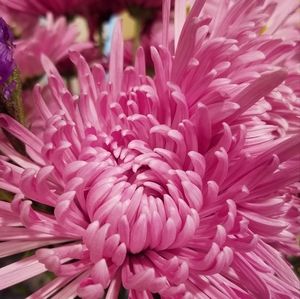 Meet your Posher, RhoMa